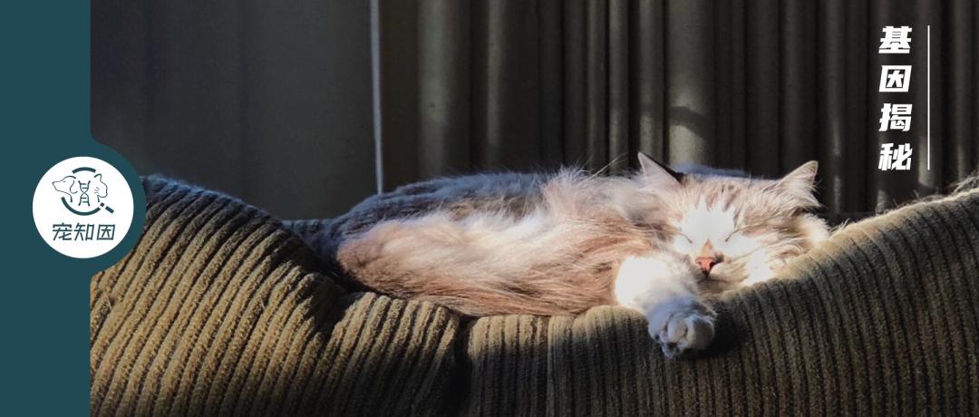 猫感染疱疹咳嗽,猫有眼屎打喷嚏怎么回事