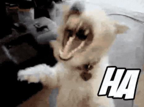 为了狗狗不被春节的鞭炮吓到,造汽车的福特公司造了一个狗窝