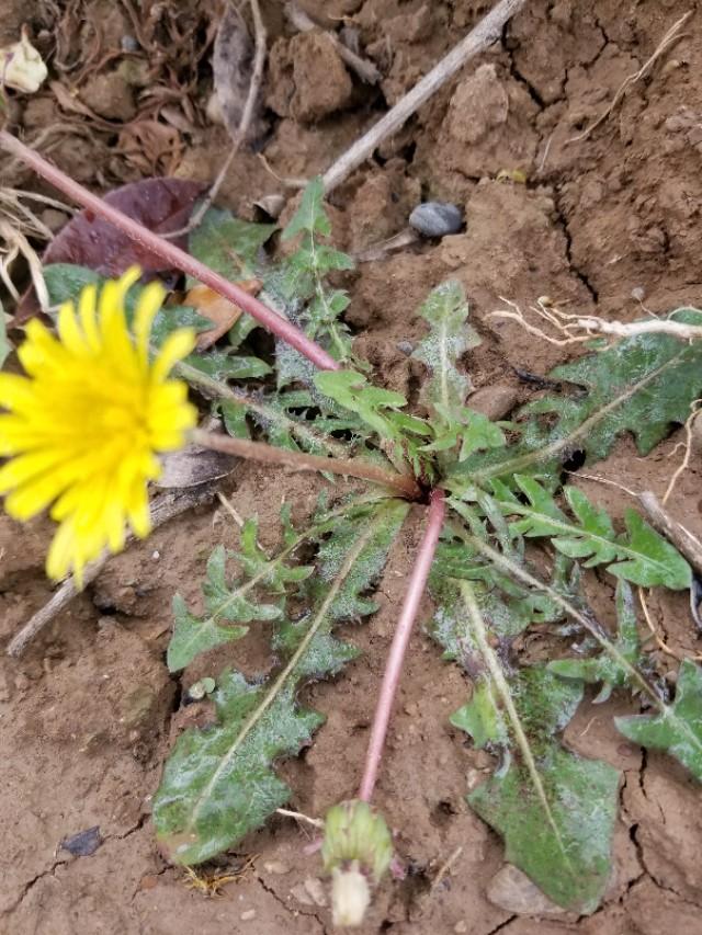 蒲公英的特点和它们的传播途径,蒲公英一年四季会有什么变化