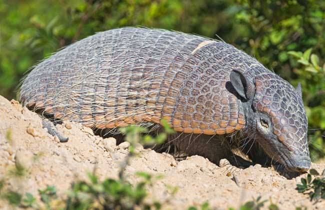 伊万卡穿西装的视频,伊万卡穿黑色西装