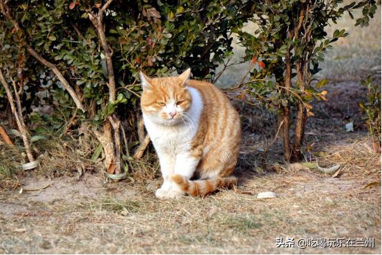 兰州体育公园全民健身运动会,数九寒天体育