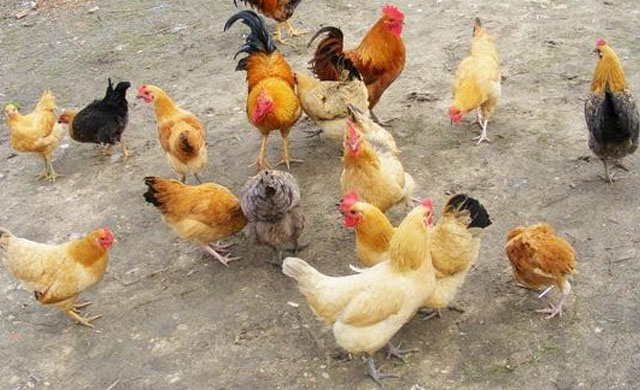 鸡拉白色和绿色粪便怎么治,鸡拉绿色粪便怎么治