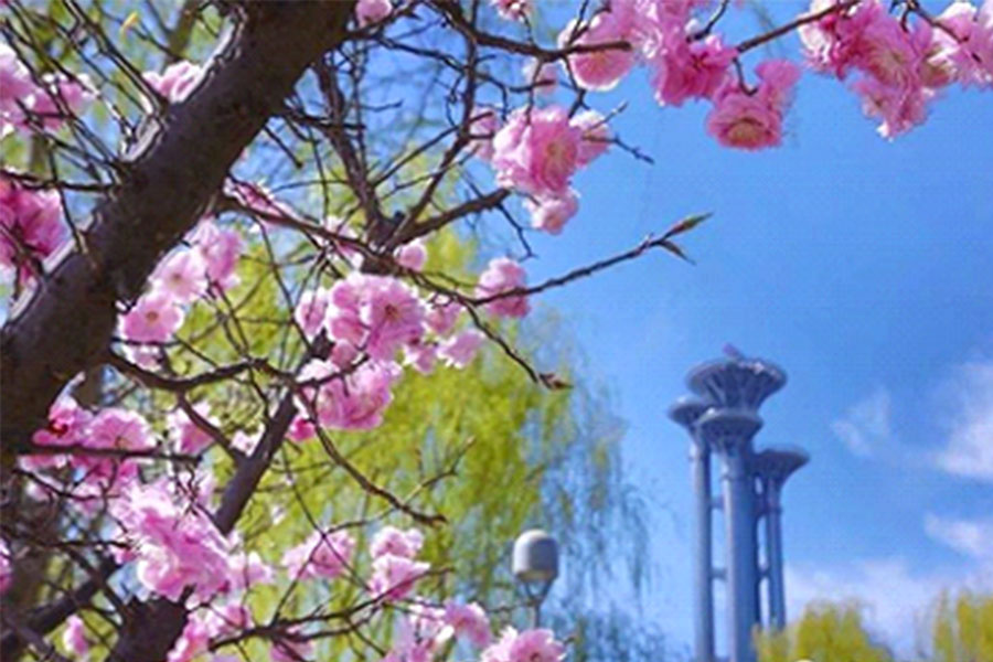 来奥森赏花,奥森花海看花上热门