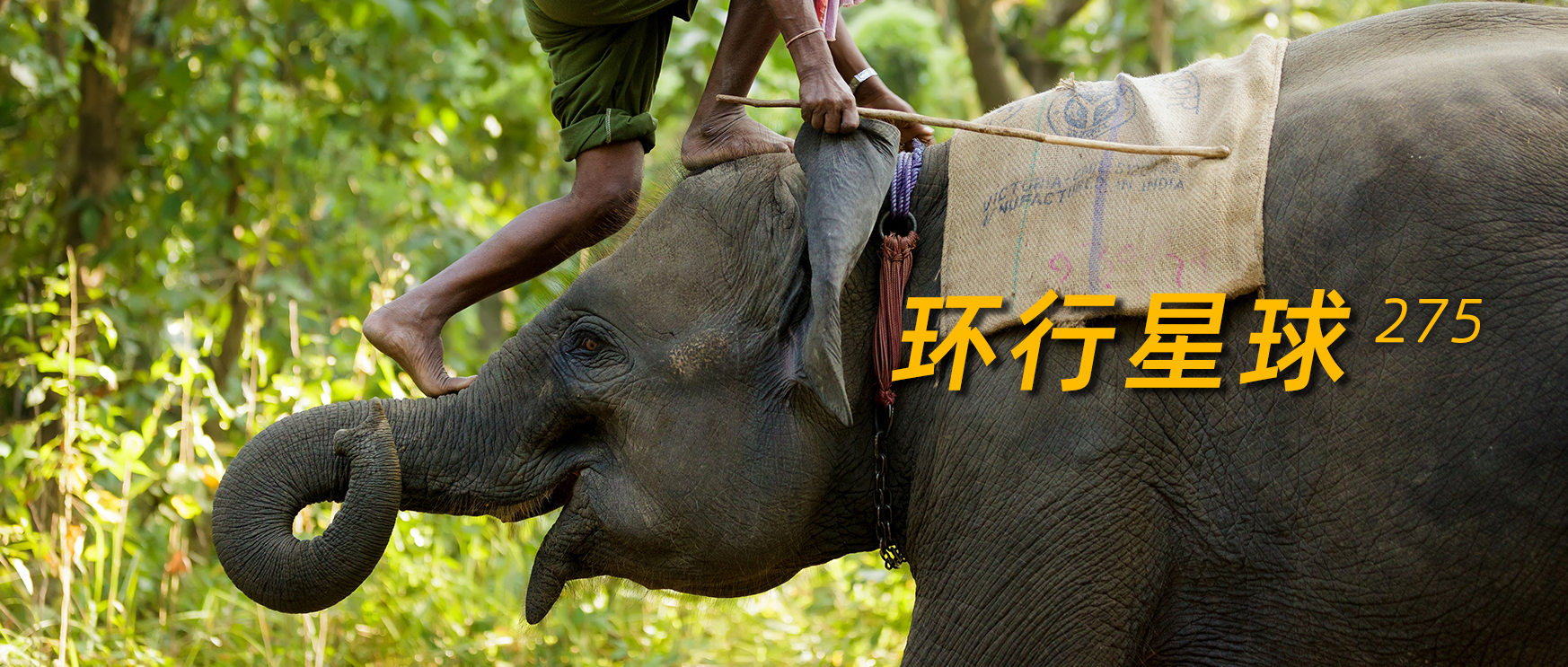 大象足球大赛,大象足球赛