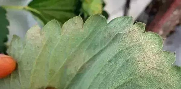 怎么判断小麦白粉病,白粉病防治妙招最佳方法