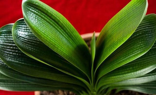 你会繁殖君子兰吗？用这个方法，很快长出新芽，新手也能学会