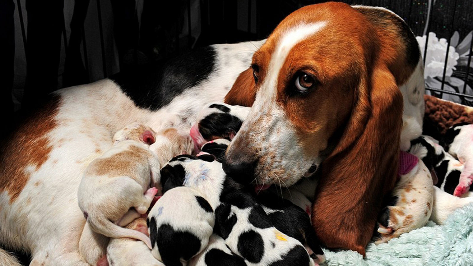 狗低血糖怎么办,狗狗糖尿病低血糖的症状或表现