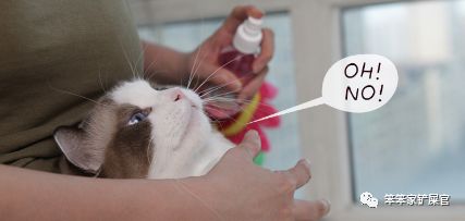 猫异食癖啃纸箱,猫咪喜欢吃塑料袋是缺啥