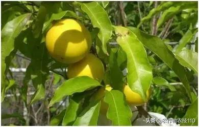 农村脱贫致富的创业项目,脱贫致富项目推荐