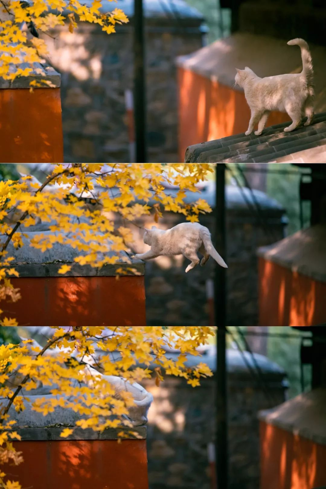 大觉寺里面的猫,大觉寺秋色