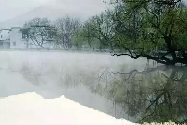 临水式金弹子盆景图片大全欣赏,看盆景展里赏心悦目的盆景