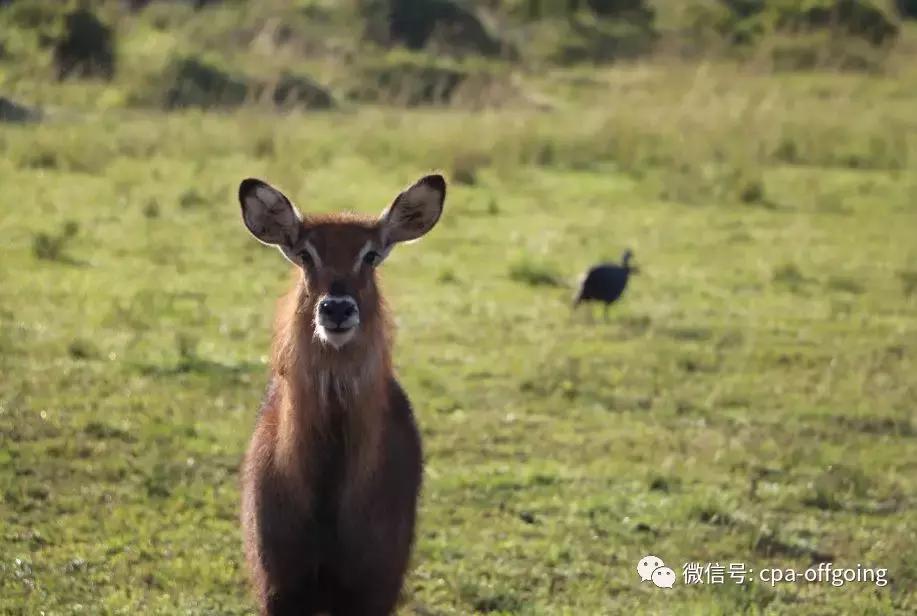 这个野奢的国度,欧美、日韩人都爱去,为何我们国家没人去?