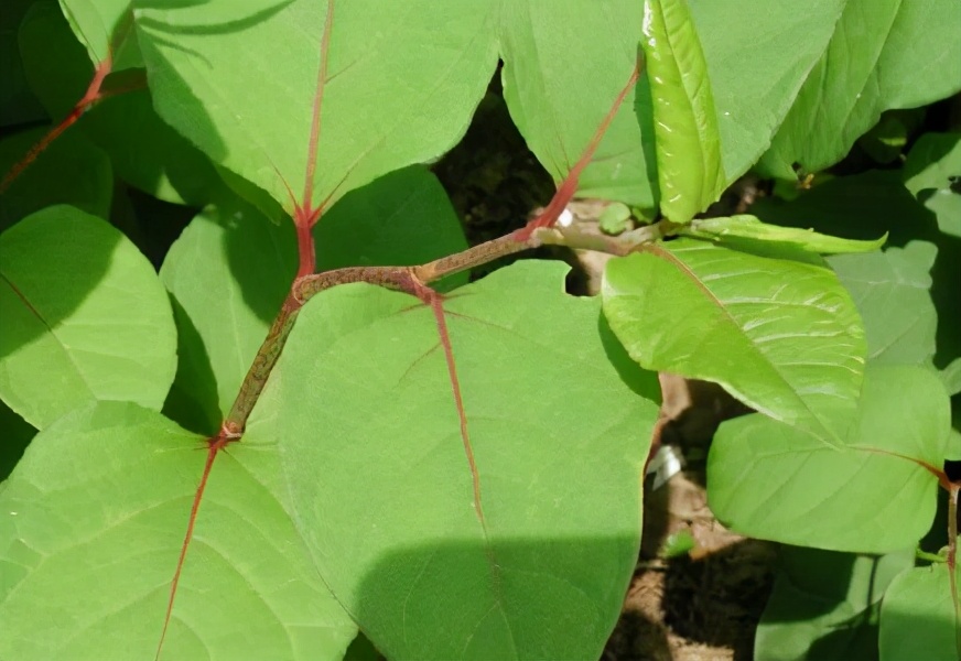 俗称“酸竹筒”，1月长1米，若遇到请移栽回去，别不懂其价值