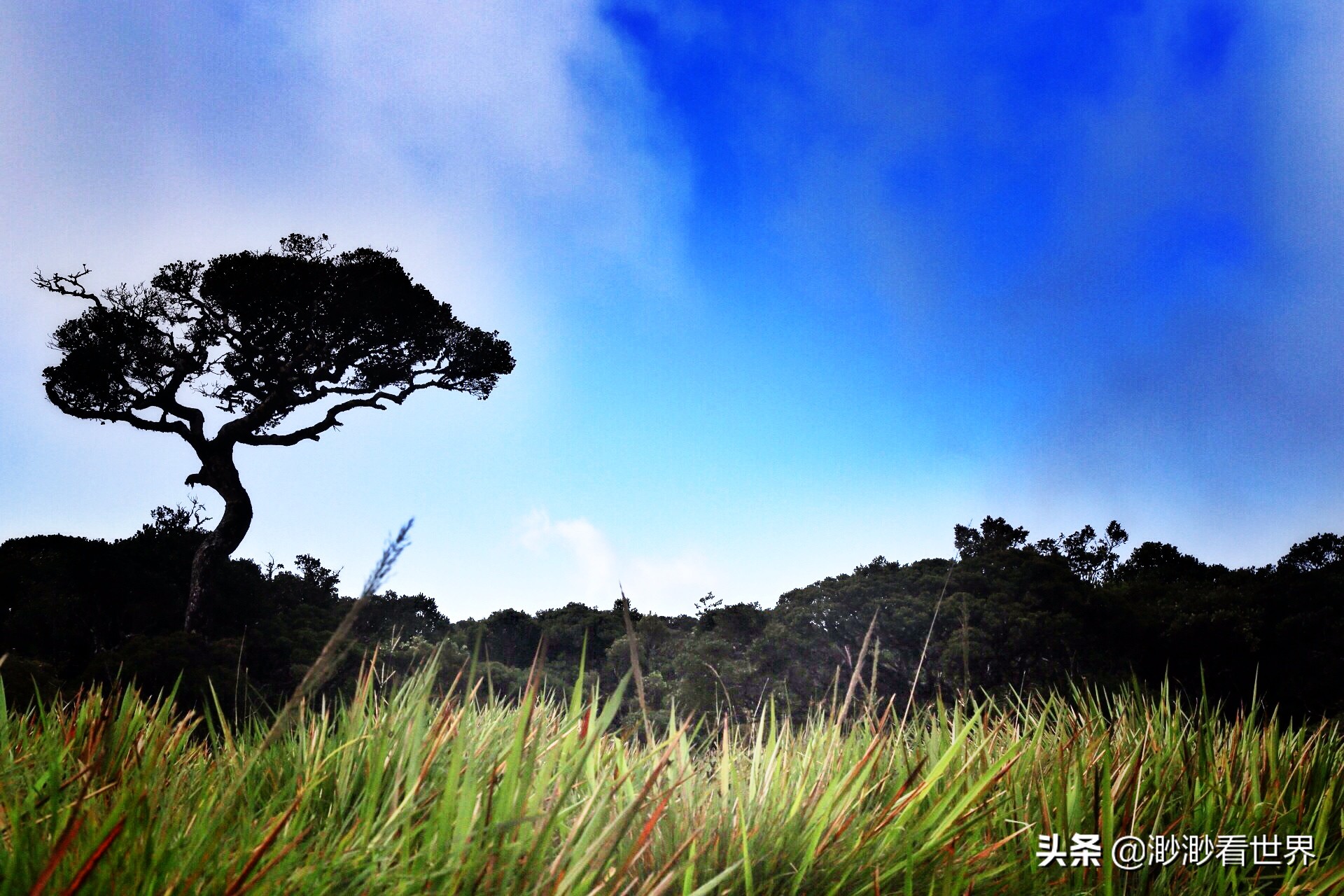 去斯里兰卡旅游攻略,1月去斯里兰卡旅游的最佳攻略