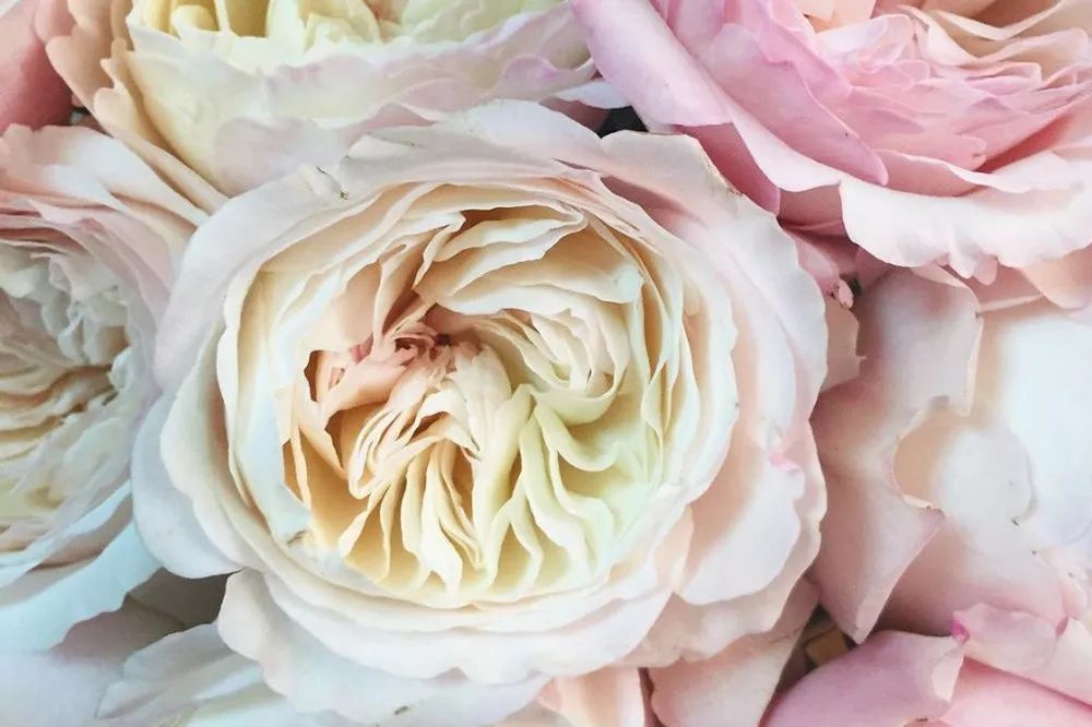 花店必备的5款玫瑰,花店最常用什么品种的玫瑰花