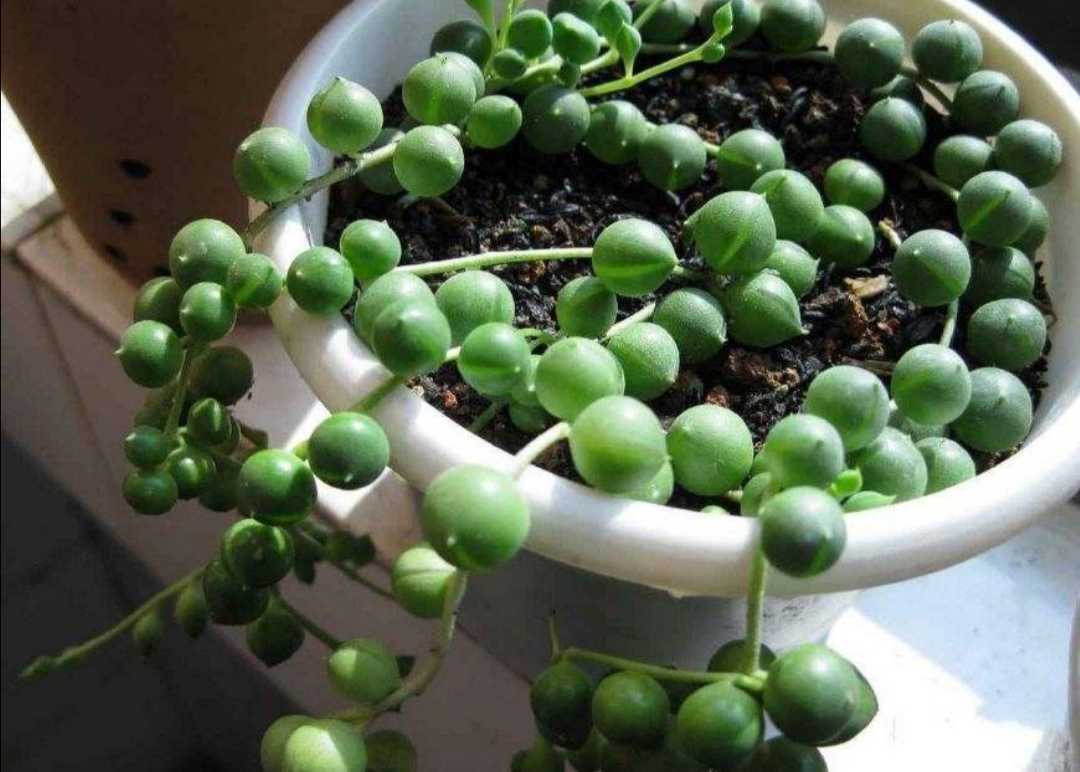 养珍珠吊兰，掌握好5项要点，“珍珠”长满花盆，漂亮又美观