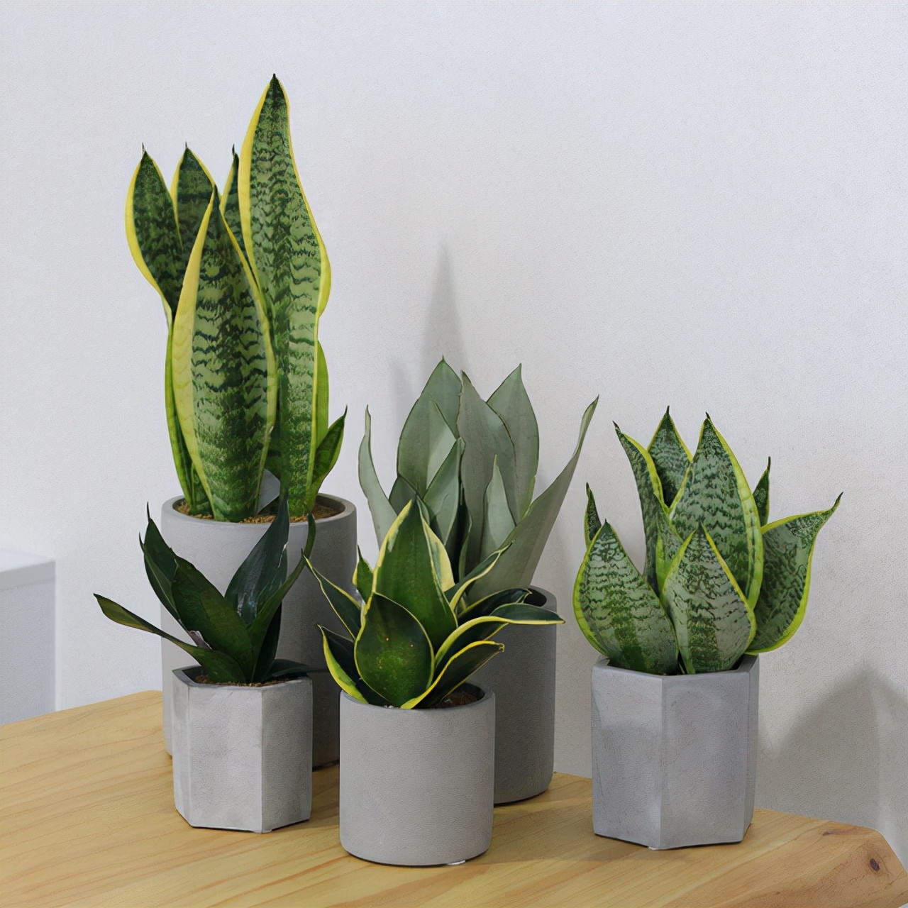 十大好养的懒人花好看,家中常种的十种吉祥花