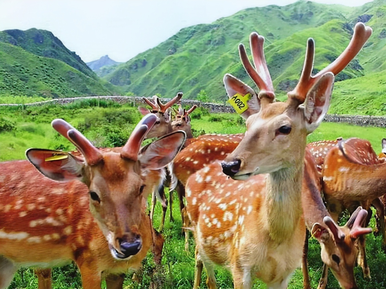 鹿角会自然脱落为什么还要割鹿角,你知道为啥只割鹿茸不捡鹿角