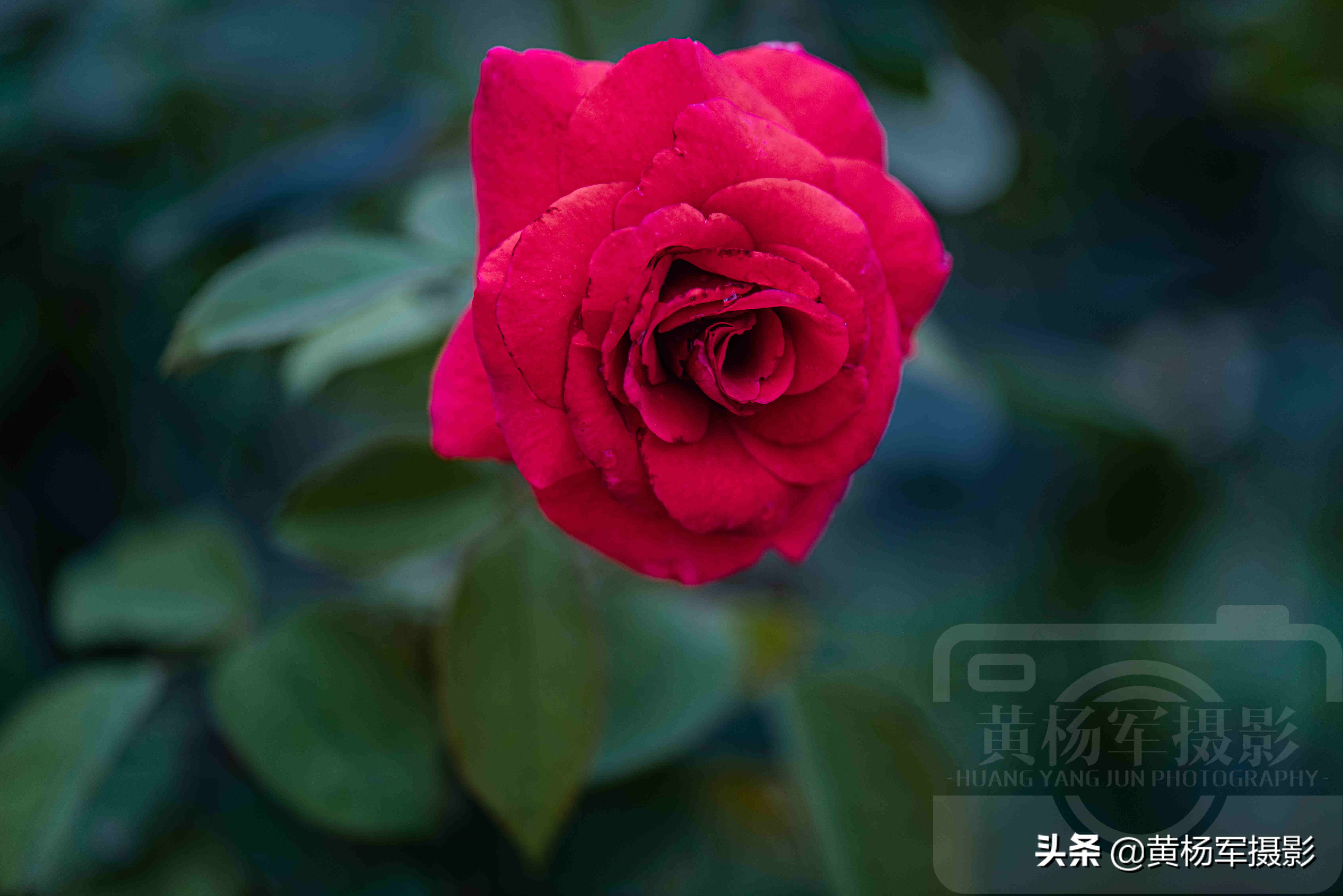 月季花娇艳夺目完整版,月季花美丽的特点