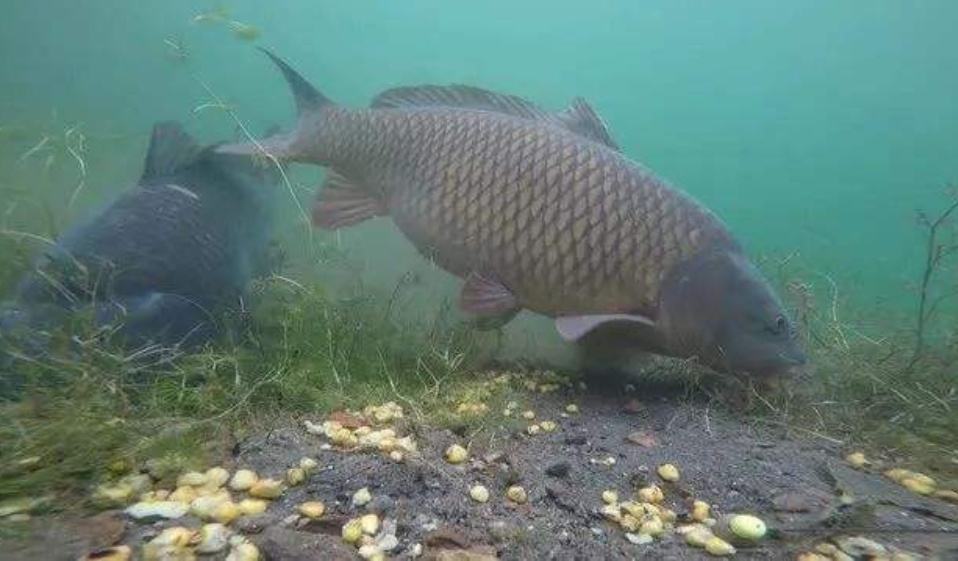 为什么钓鲤鱼跑铅一直没有口,钓鲤鱼老是跑鱼是不是抬竿过早