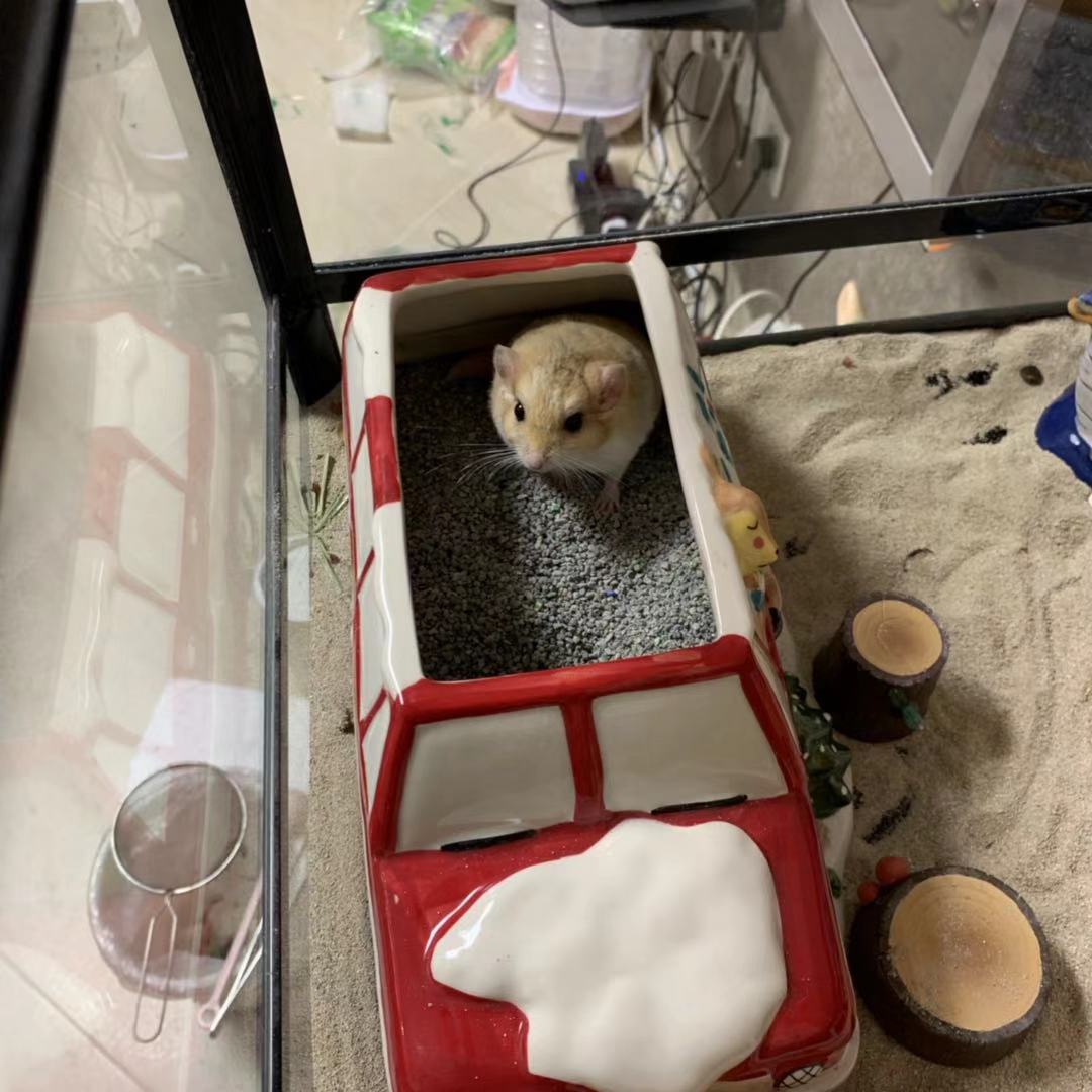 仓鼠会喂养自己的孩子吗,仓鼠可以当宠物吗