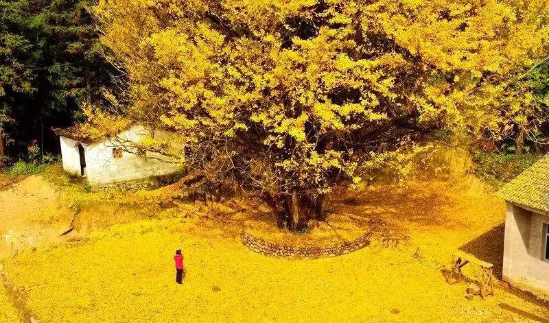 温州秋冬的银杏树确实美,温州最原生态银杏