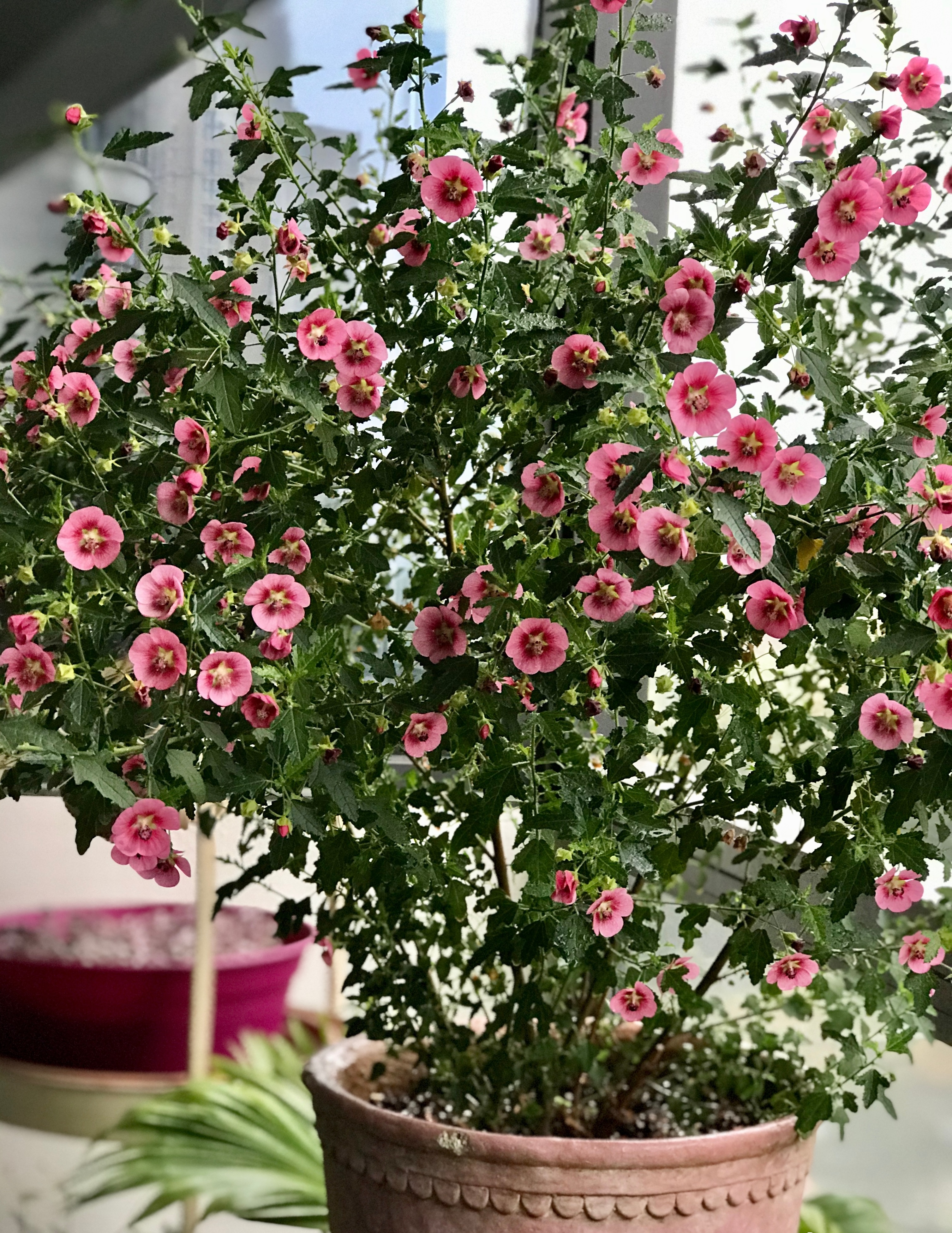 春天养玛格丽特菊花,春天养一盆草花