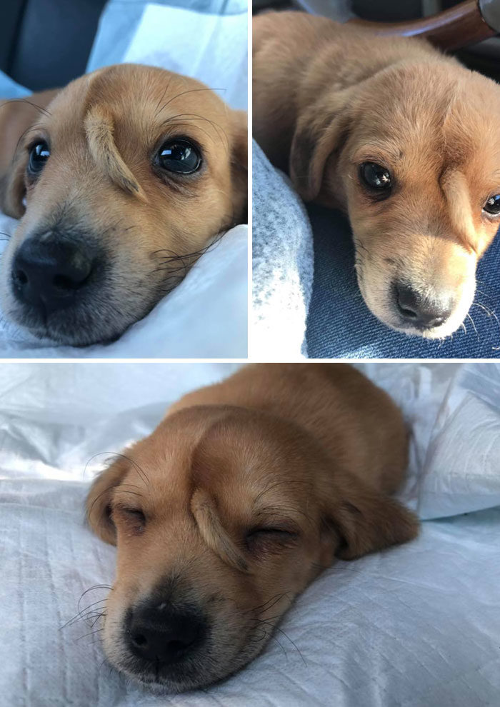 四只耳朵的猫有多稀有,四只耳朵的猫科动物