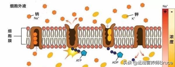 运动导致低血糖晕倒怎么自救,剧烈运动后突然晕厥是低血糖吗