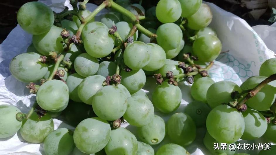 葡萄的穗轴褐枯病是怎样的,葡萄溃疡病后果