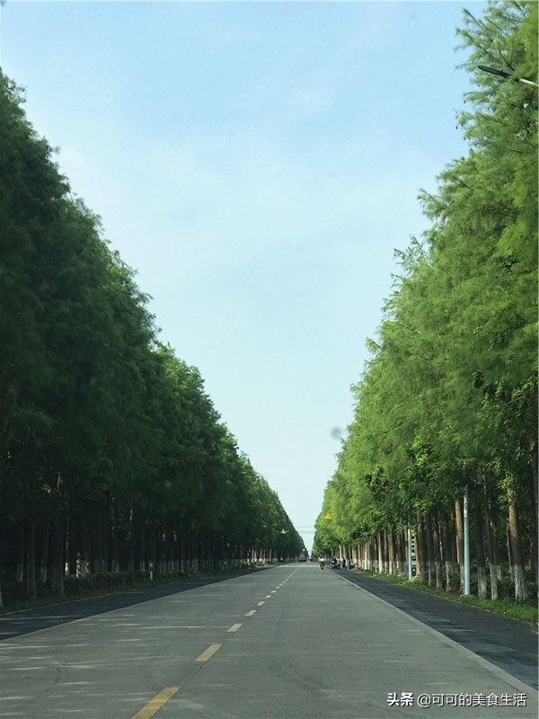 上海崇明岛土鸡,去崇明岛你吃过几道农家菜