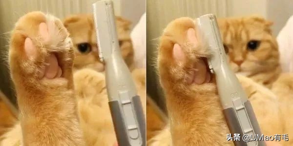 脚毛太长要刮掉吗,脚毛太长了能不能刮