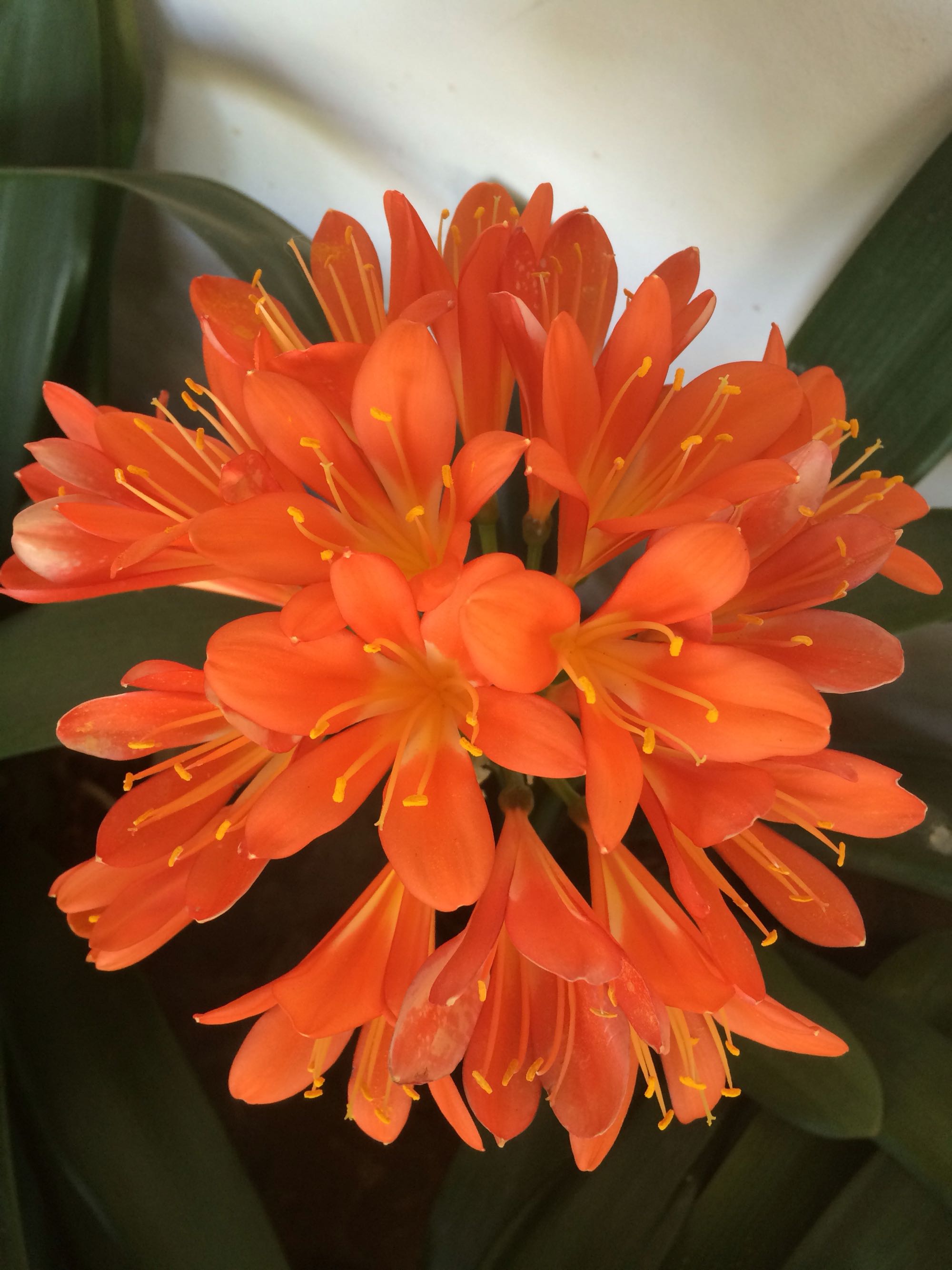 君子兰换盆后真的要浇三天大水么,君子兰换盆后为什么要浇大水