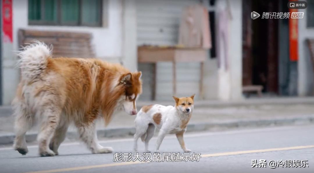 小动物永远都幸福,小动物长得最美也最可爱