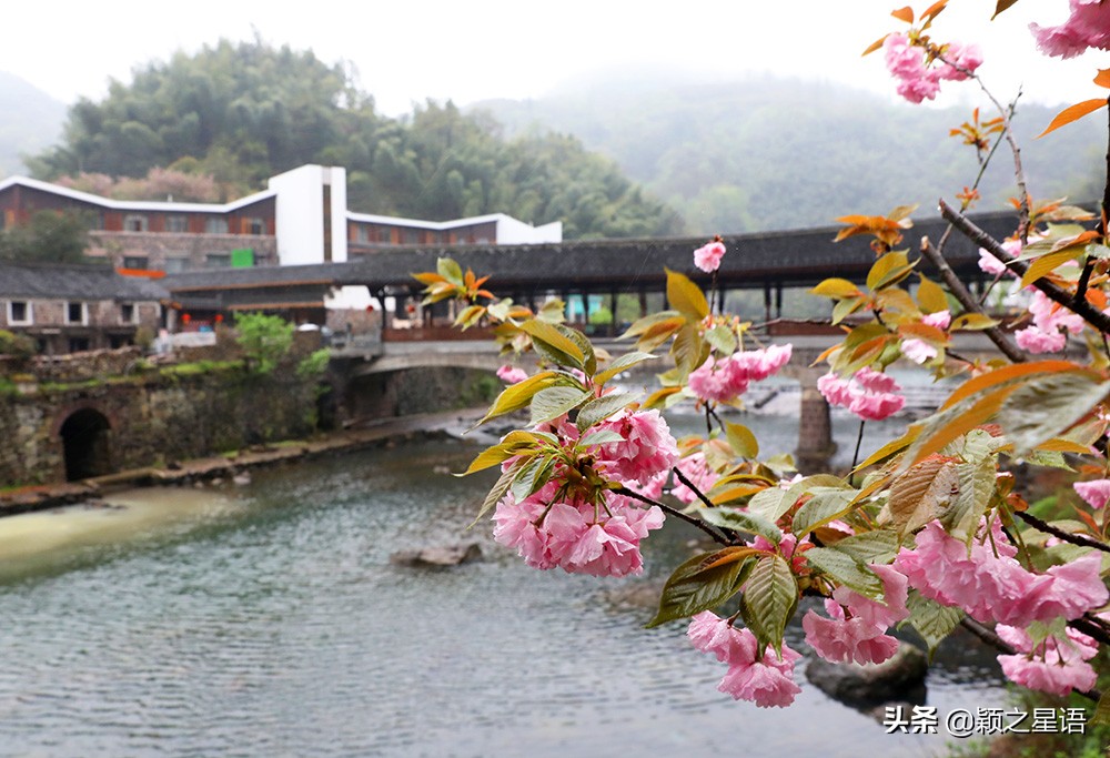 十里樱花十里尘,十五个赏樱地,赴一场樱花之恋