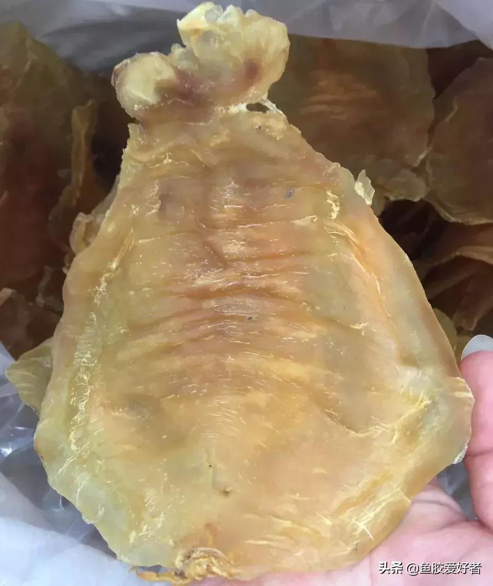 十大鱼胶排行,十大鱼胶品牌