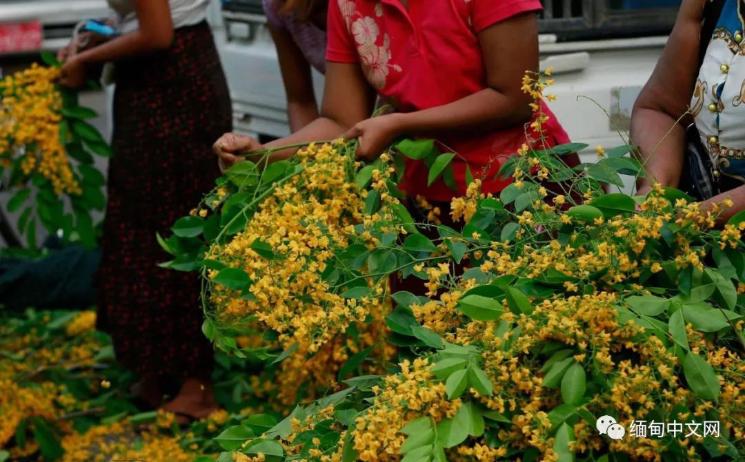 紫檀花开独一无二,紫檀花开了视频