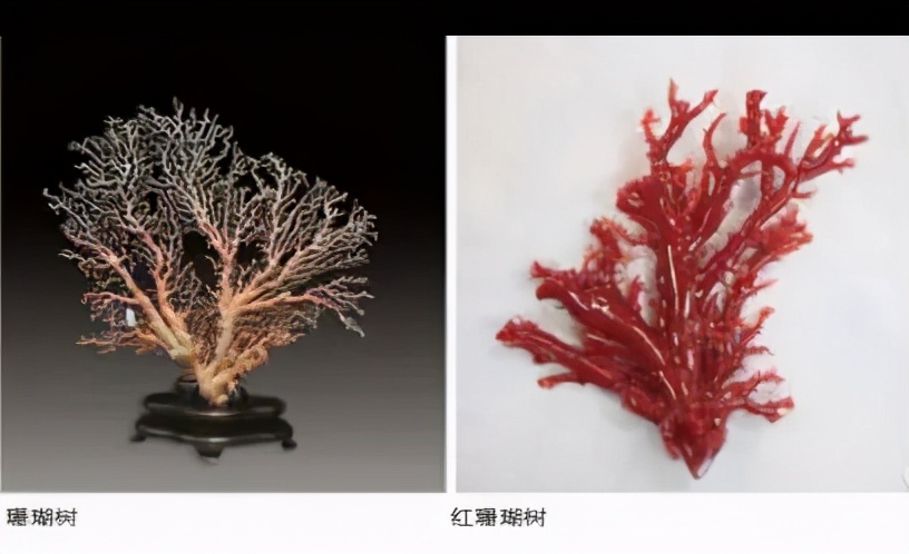 珊瑚的保养方法,珊瑚如何清洗保养