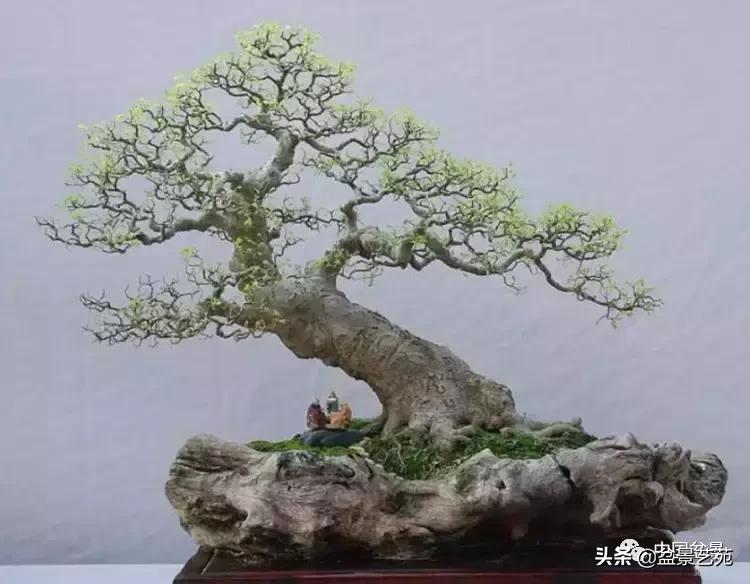 回旋飘枝盆景,带飘枝的室外盆景