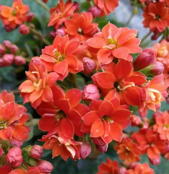 单瓣长寿花品种大全图,长寿花单瓣最好看的品种