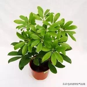 吸收甲醛净化空气的最好植物,吸甲醛空气净化器绿植