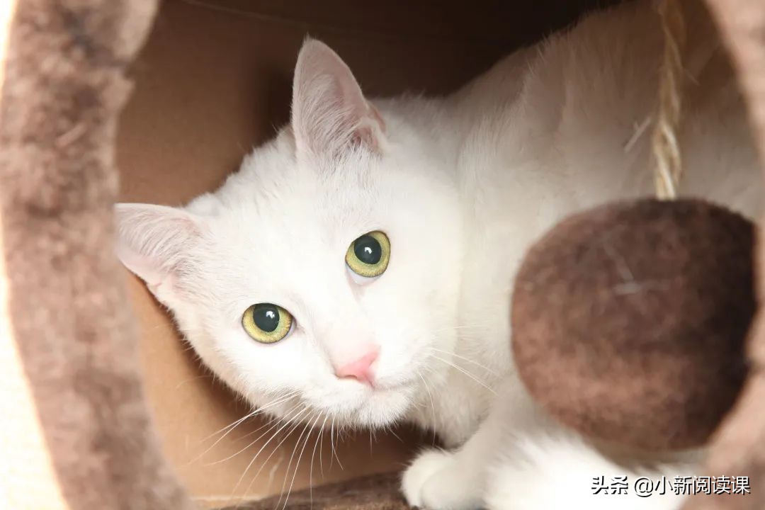 动物小说大王沈石溪经典代表作,动物小说大王沈石溪都有哪些系列