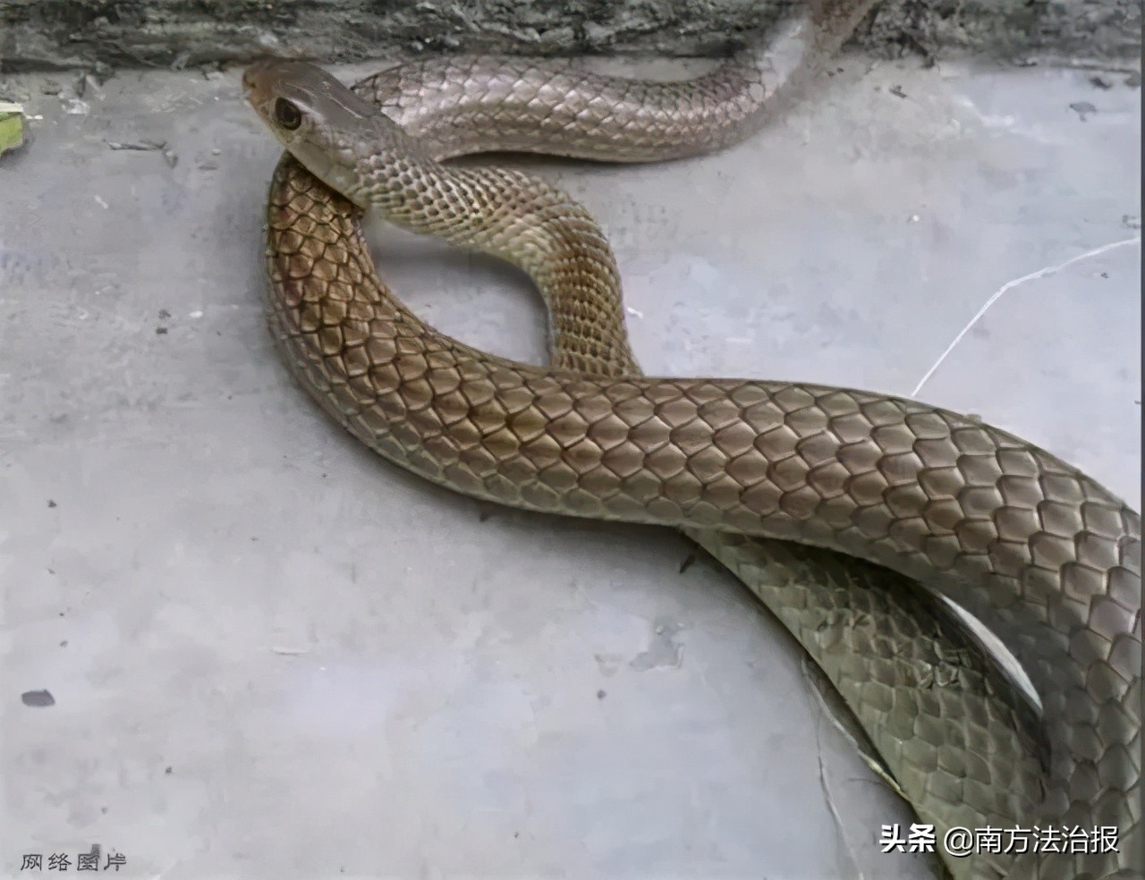 幼儿园里有可怕的怪物,幼儿园发现神秘怪物