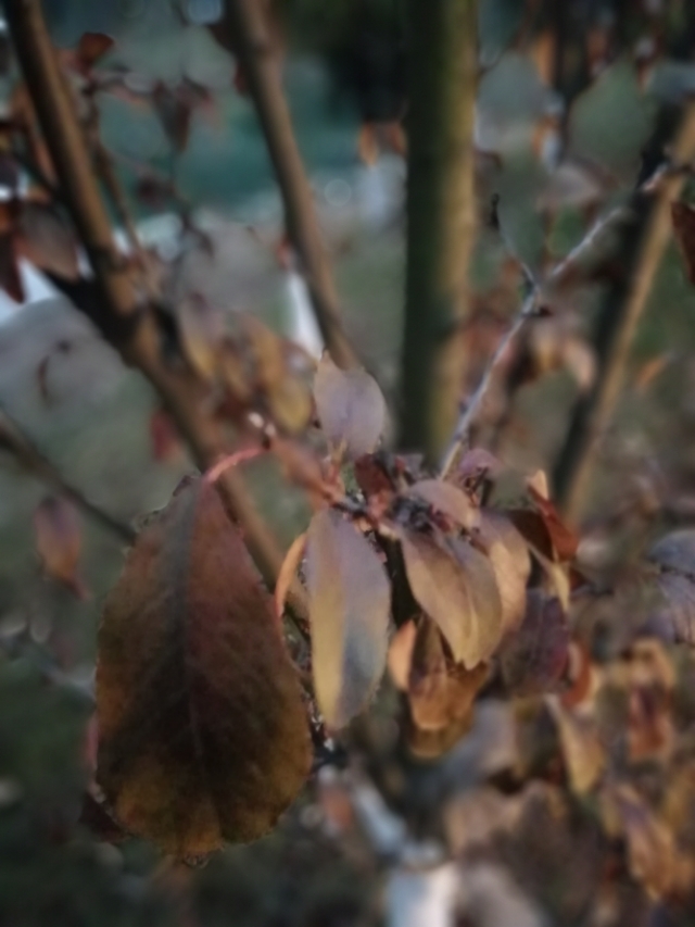 曲靖泰丰公园,晨拍泰丰公园路边