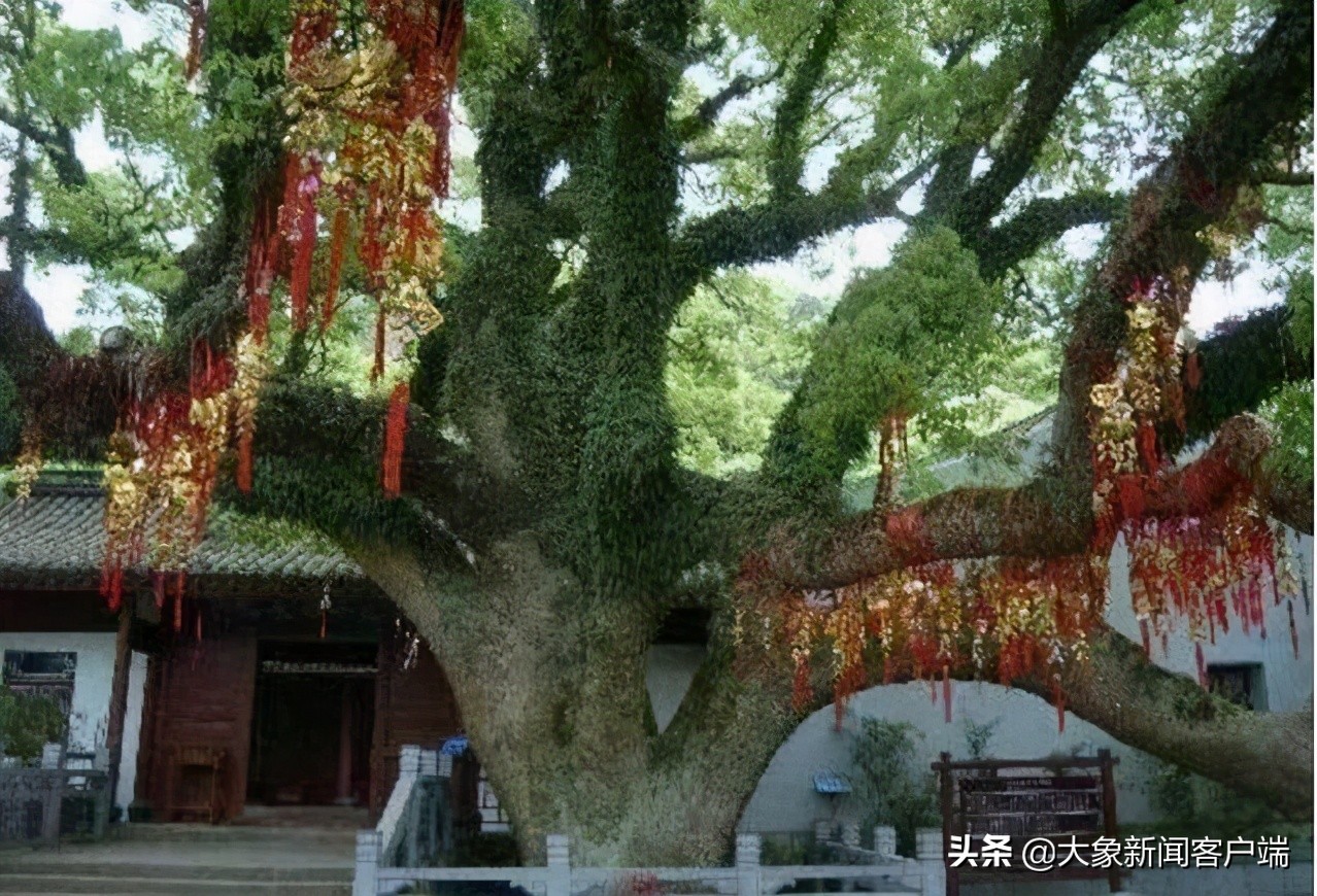 中国的珍稀植物,史上最稀有的十大植物