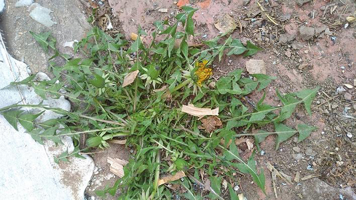 清明植物图鉴,清明时有什么植物和动物