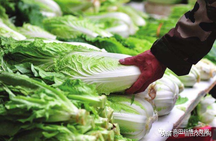 全国今日蔬菜菜价,全国菜价最新消息