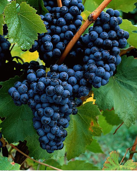 「葡萄价格」北方主流葡萄品种正上市,价格稳中有跌