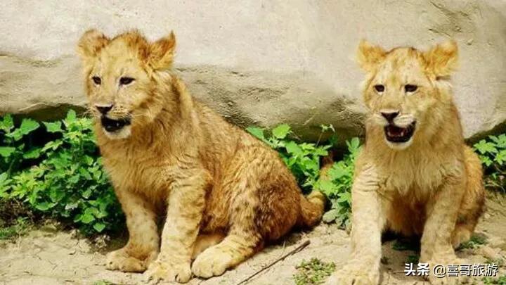 常州中华恐龙园哪个好玩,常州除了恐龙园还有什么玩的