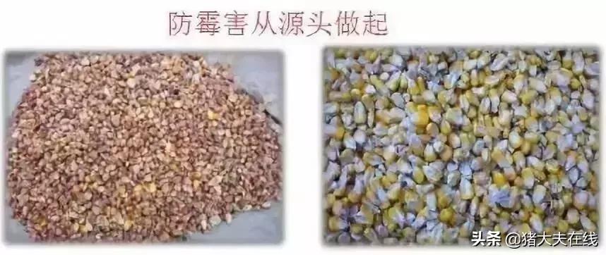 霉菌毒素的中毒症状、对机体的破坏及预防措施！